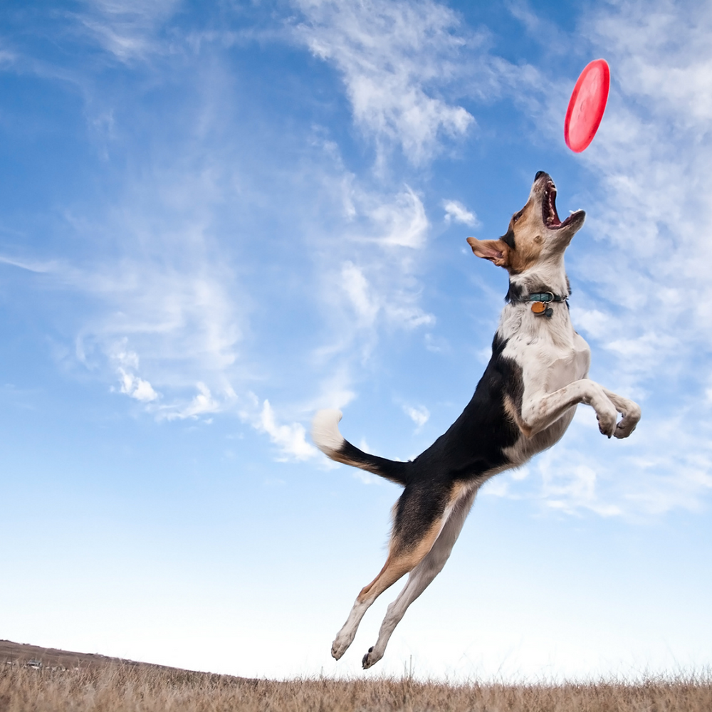 Flying squirrel dog frisbee best sale